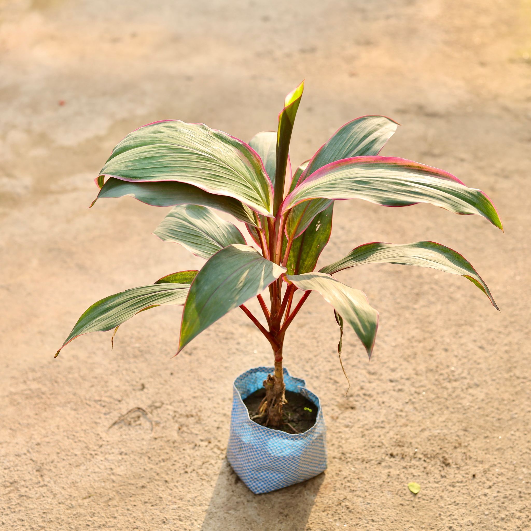Dracaena Kedarnath in 4 Inch Nursery Bag