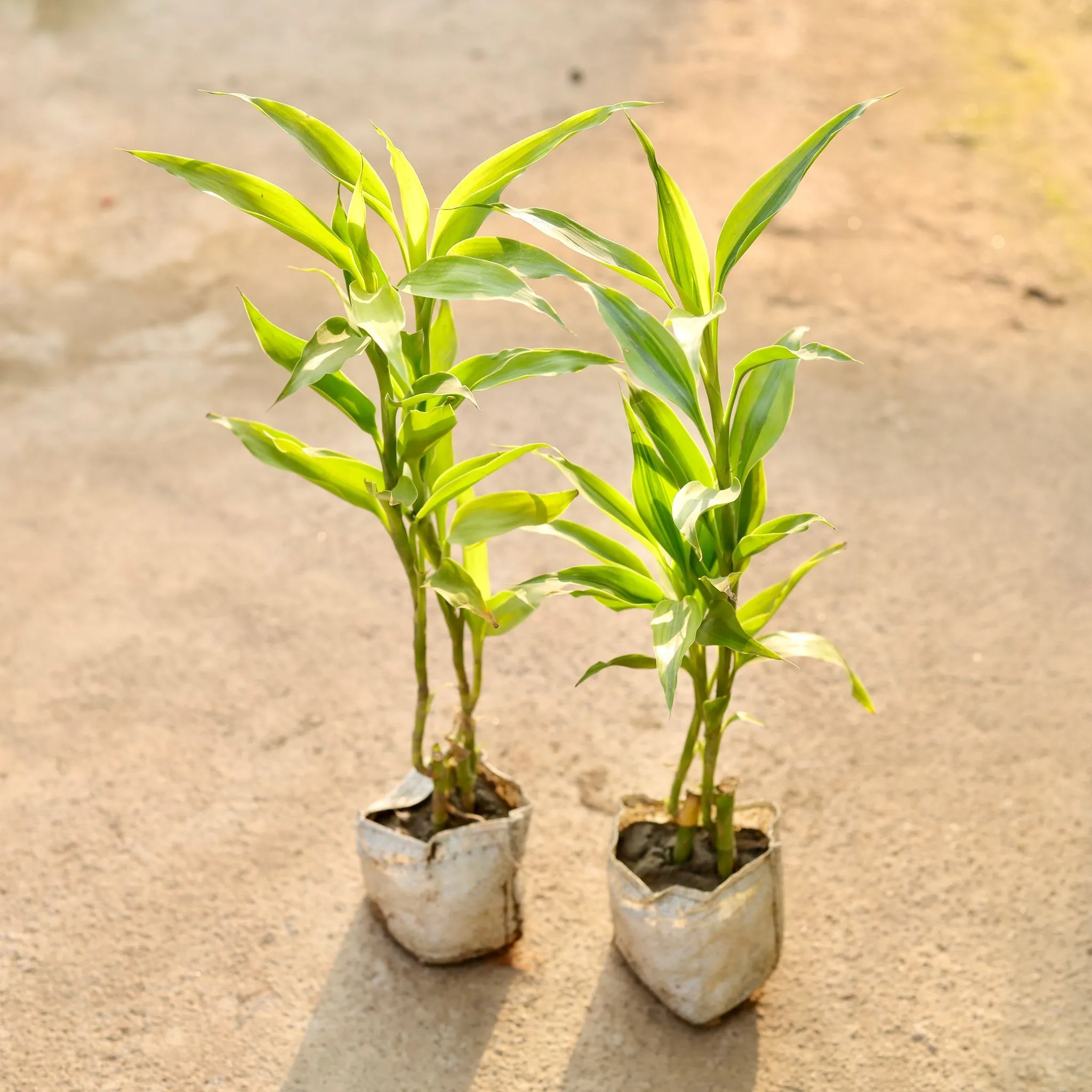 Set of 2 - Lucky Bamboo in 4 Inch Nursery Bag