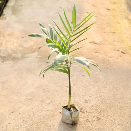 Buy Cane / Bamboo Palm in 4 Inch Nursery Bag Online | Urvann.com