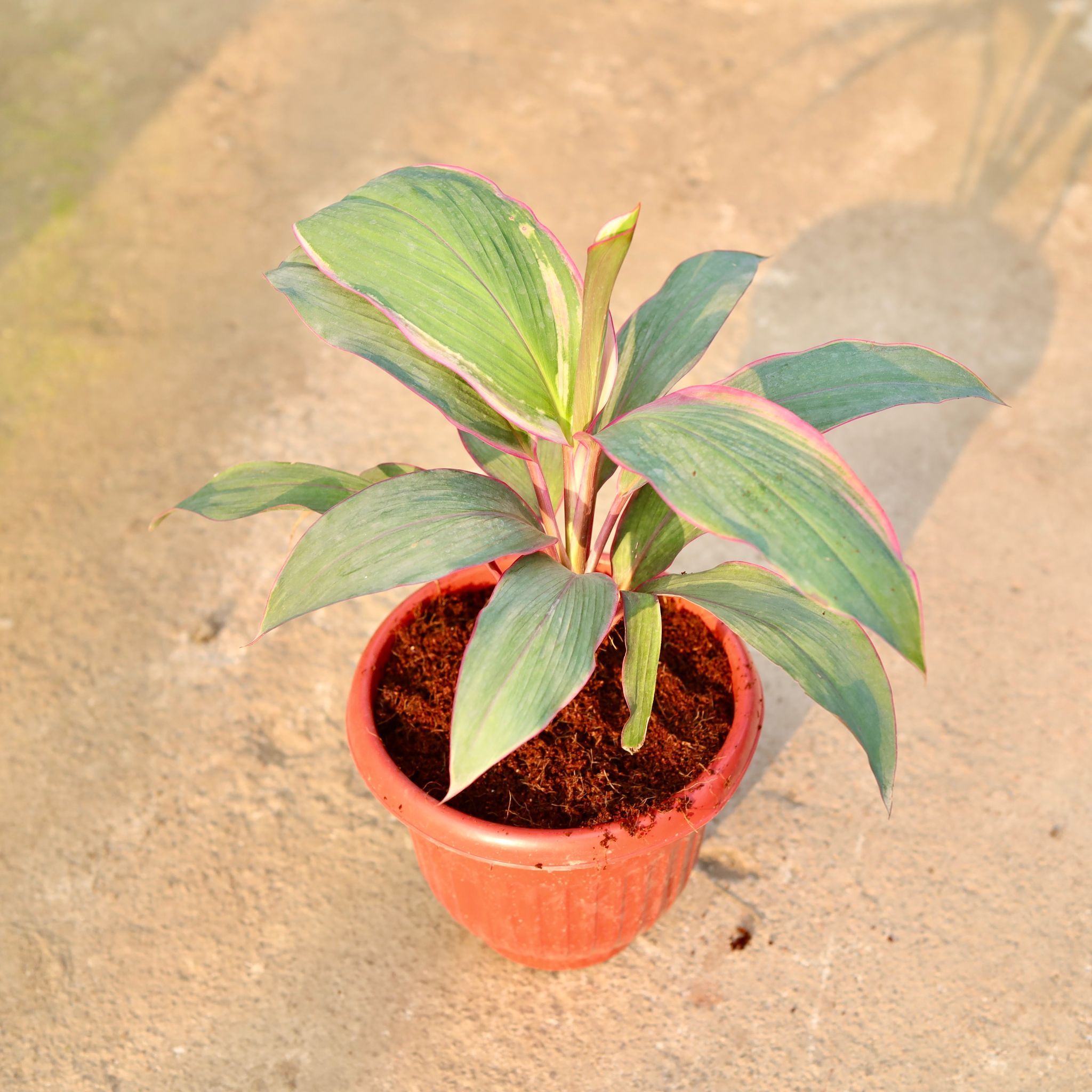 Dracaena Kedarnath in 8 Inch Terracotta Red Olive Plastic Pot