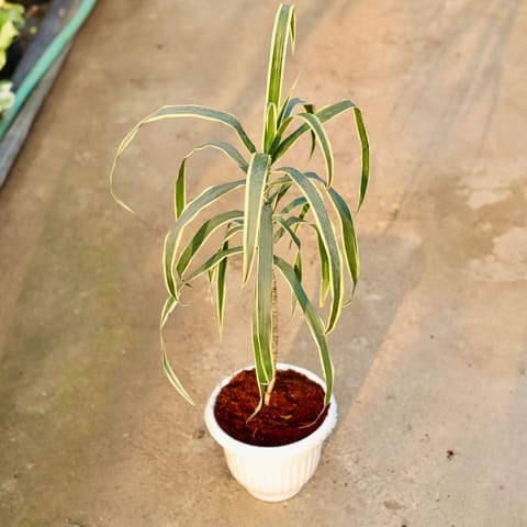 Air Purifying - Dracaena Jamaica in 8 Inch White Olive Plastic Pot