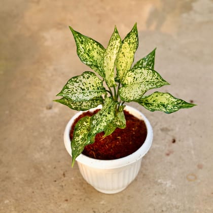 Buy Aglaonema Snow White in 8 Inch White Olive Plastic Pot Online | Urvann.com