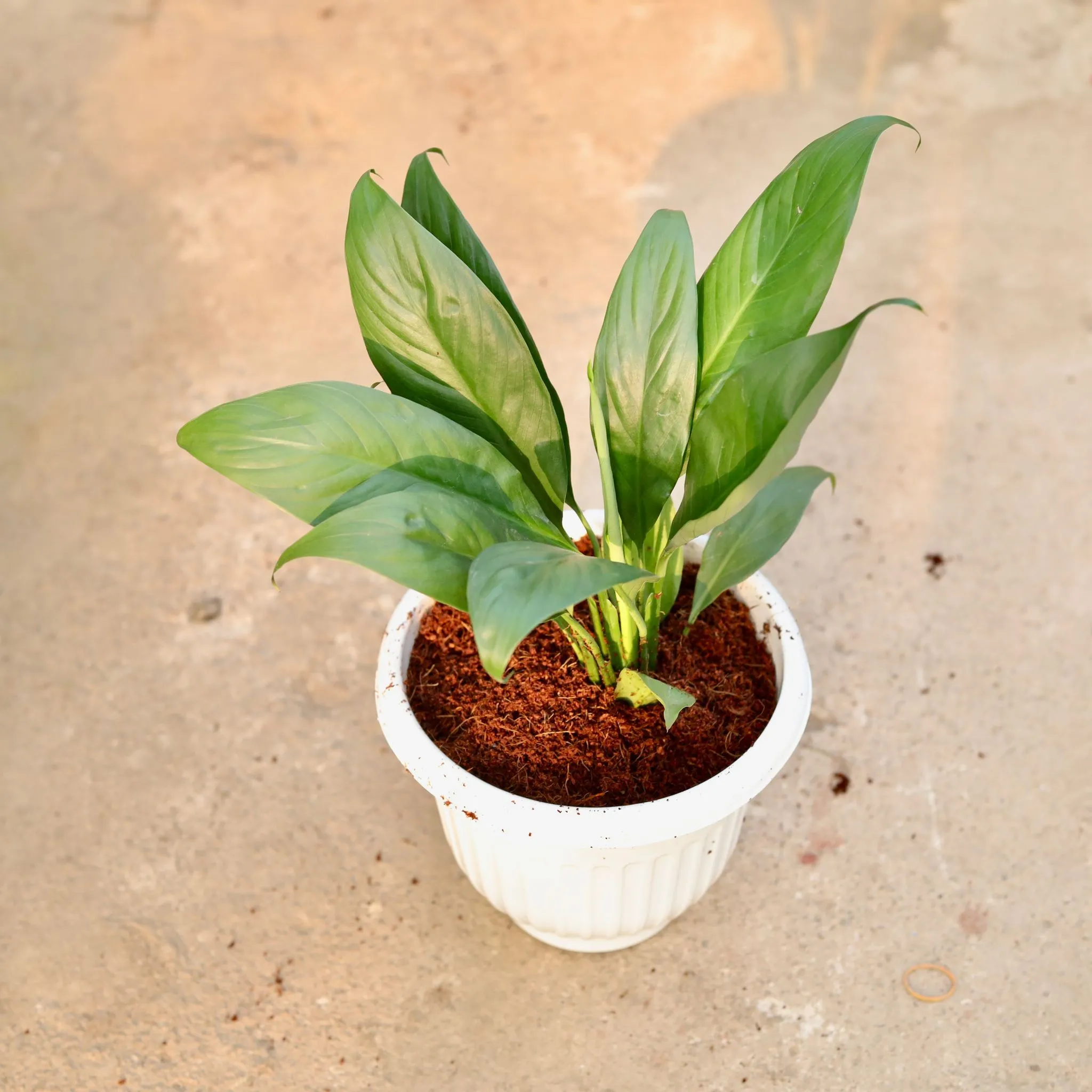 Peace Lily in 8 Inch White Olive Plastic Pot