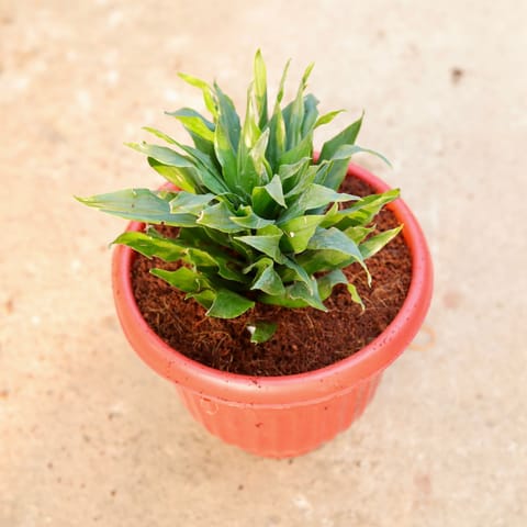 Dracaena Compacta in 8 Inch Terracotta Red Olive Plastic Pot
