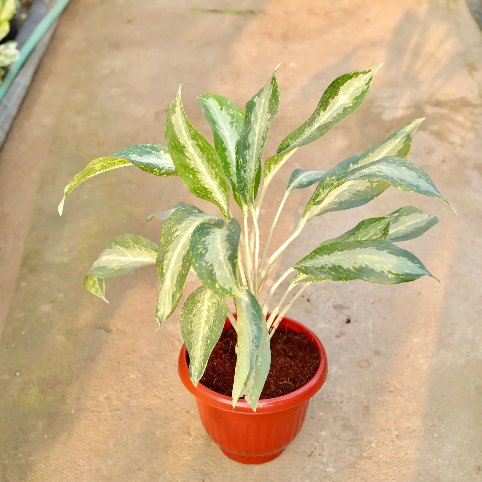 Aglaonema Dove in 10 Inch Terracotta Red Olive Plastic Pot