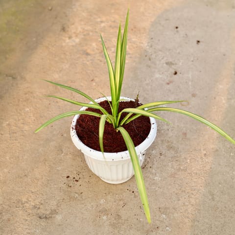 Pandanus / Screwpine in 8 Inch White Olive Plastic Pot