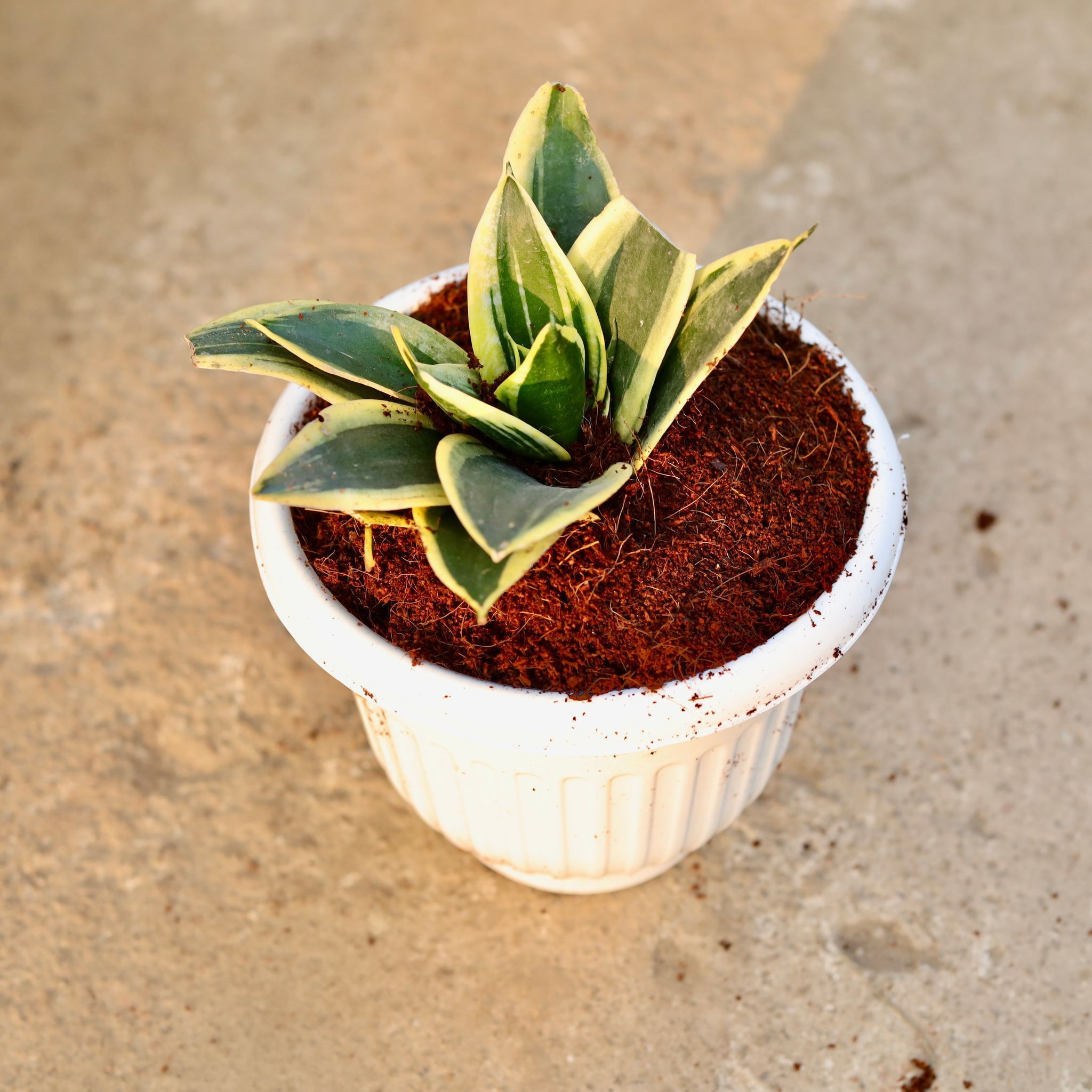 Snake Dwarf in 8 Inch White Olive Plastic Pot