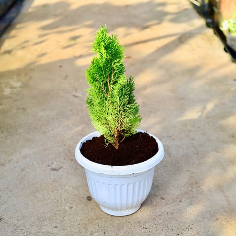 Morpankhi in 8 Inch White Olive Plastic Pot