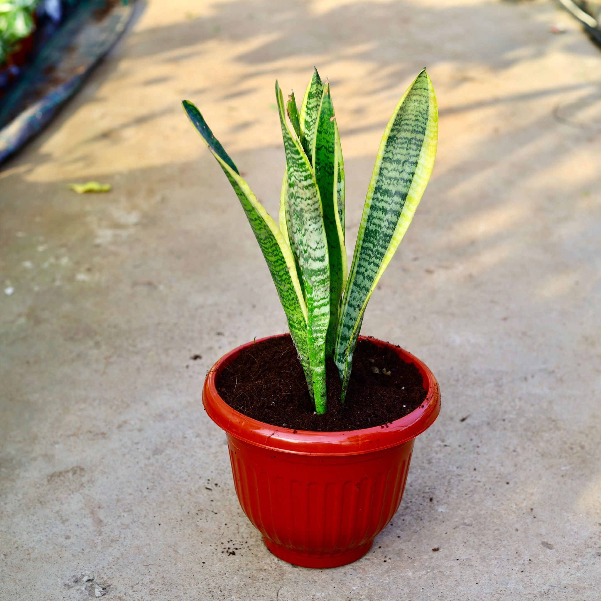Snake Plant in 10 Inch Terracotta Red Olive Plastic Pot