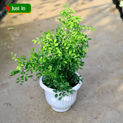 Madhu Kamini (Any Colour) in 10 Inch White Olive Plastic Pot
