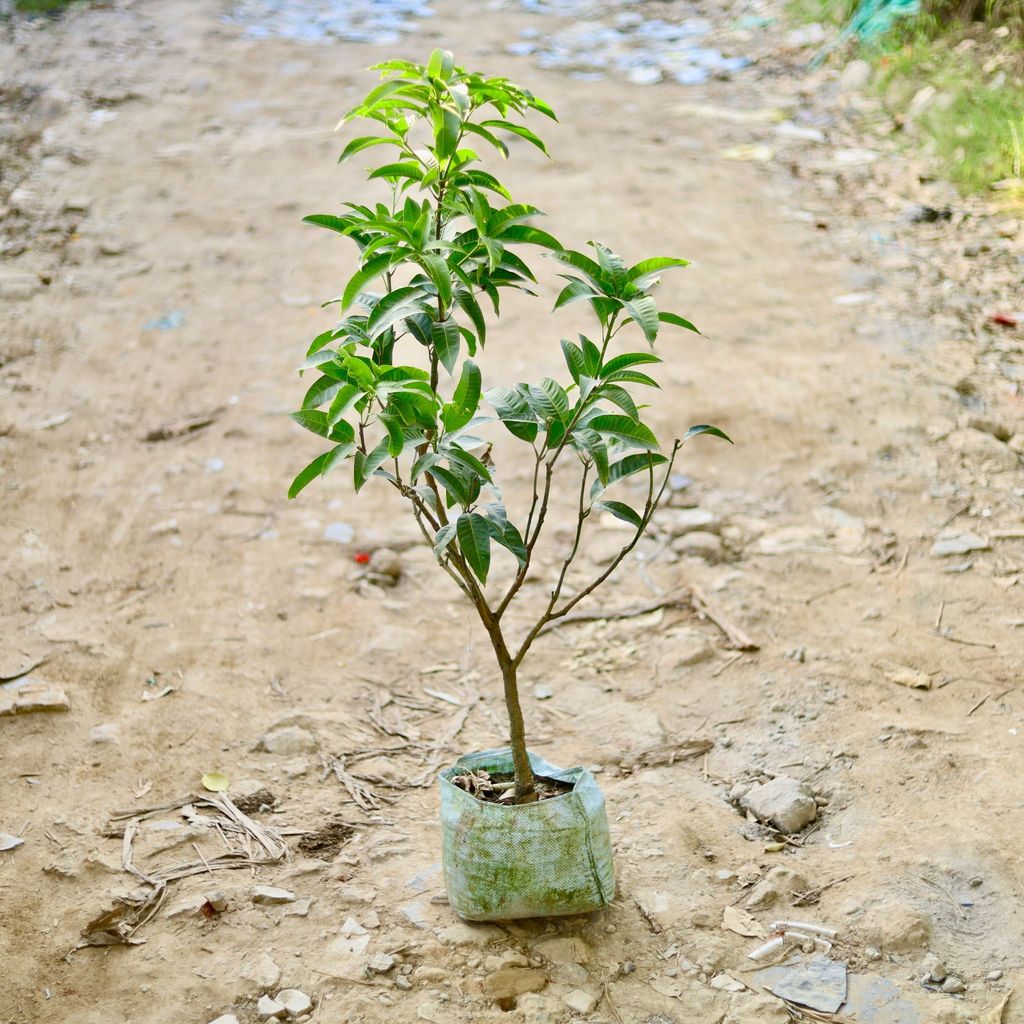 Buy Thai Mango All Season in 10 Inch Nursery Bag Online | Urvann.com Thai Mango All Season in 10 Inch Nursery Bag