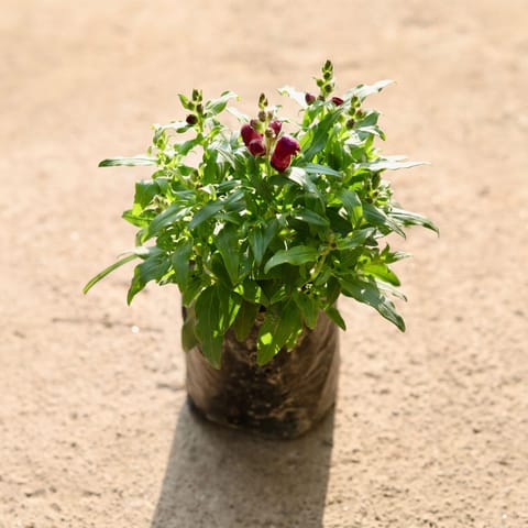 Antirrhinum Majus / Dog Flower (any colour) in 4 Inch Nursery Bag