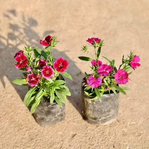 Set of 2 - Dianthus (Any Colour) in 4 Inch Nursery Bag