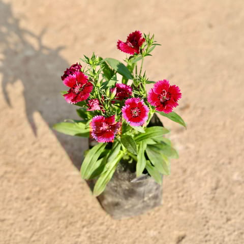 Dianthus (Any Colour) in 4 Inch Nursery Bag