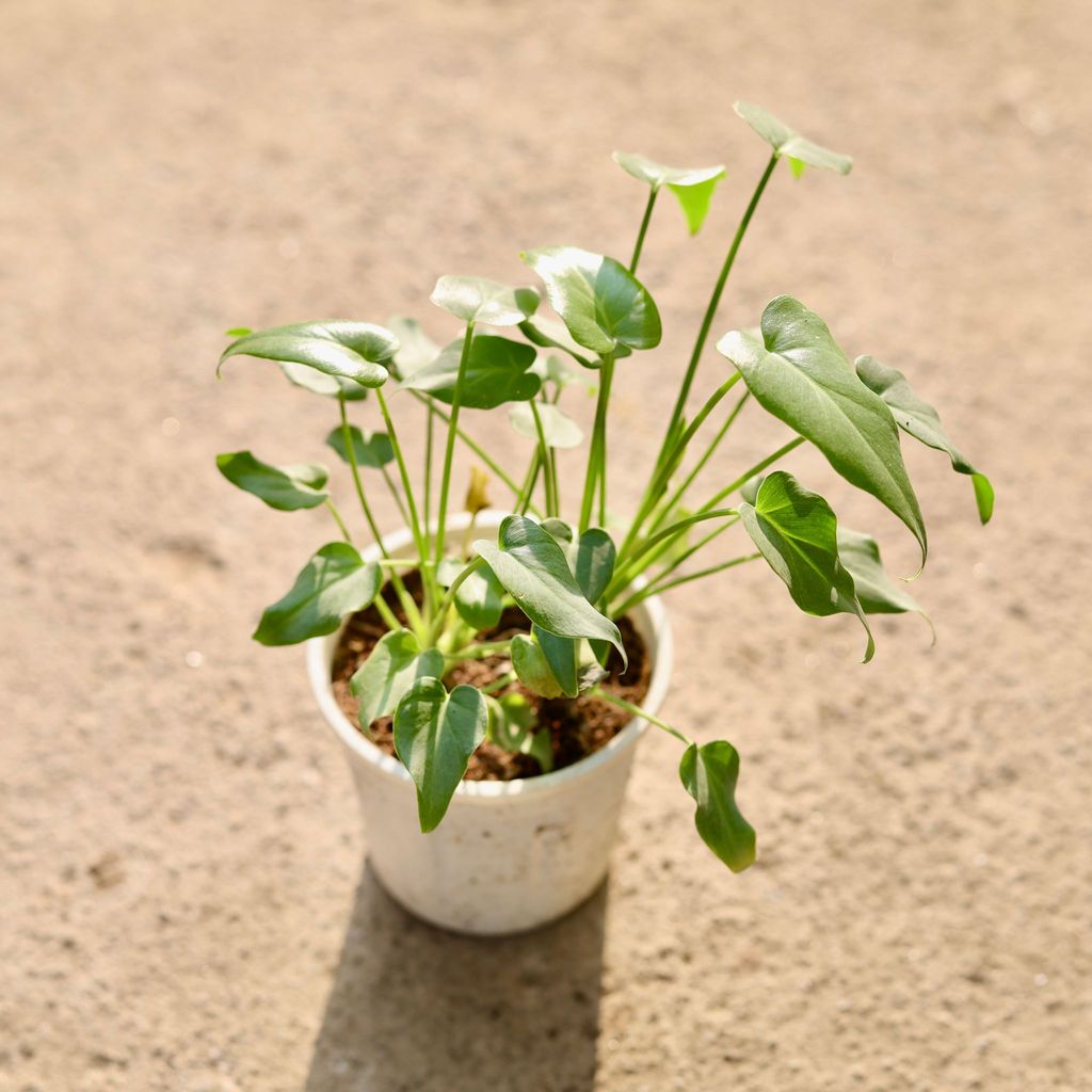 Buy Xanadu Green in 4 Inch Nursery Pot Online | Urvann.com Xanadu Green in 4 Inch Nursery Pot