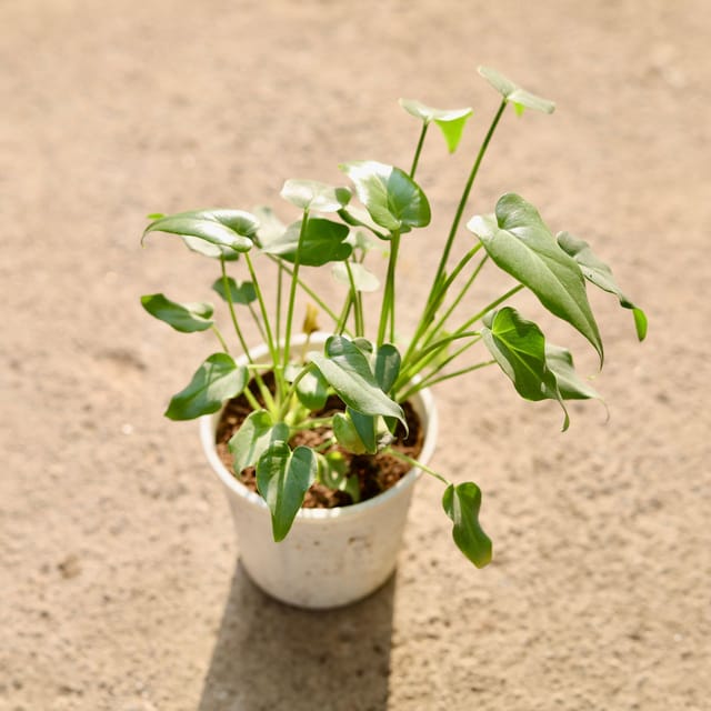 Xanadu Green in 4 Inch Nursery Pot