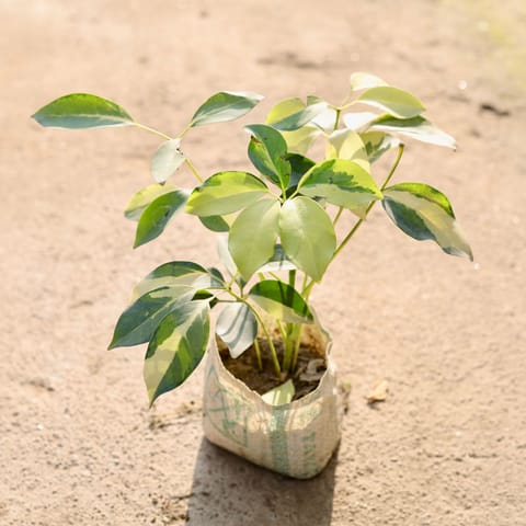 Schefflera High Colour in 4 Inch Nursery Bag