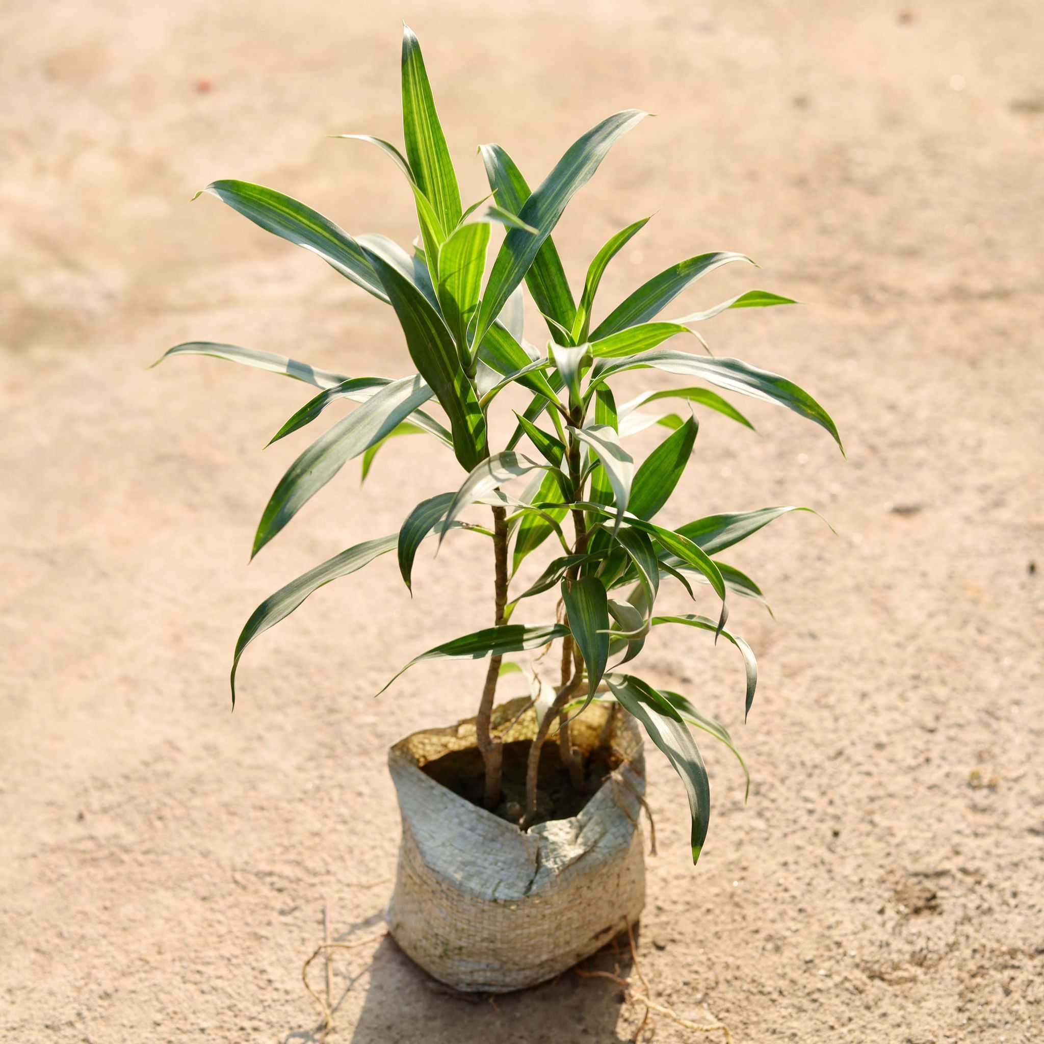 Dracaena Messenger in 4 Inch Nursery Bag