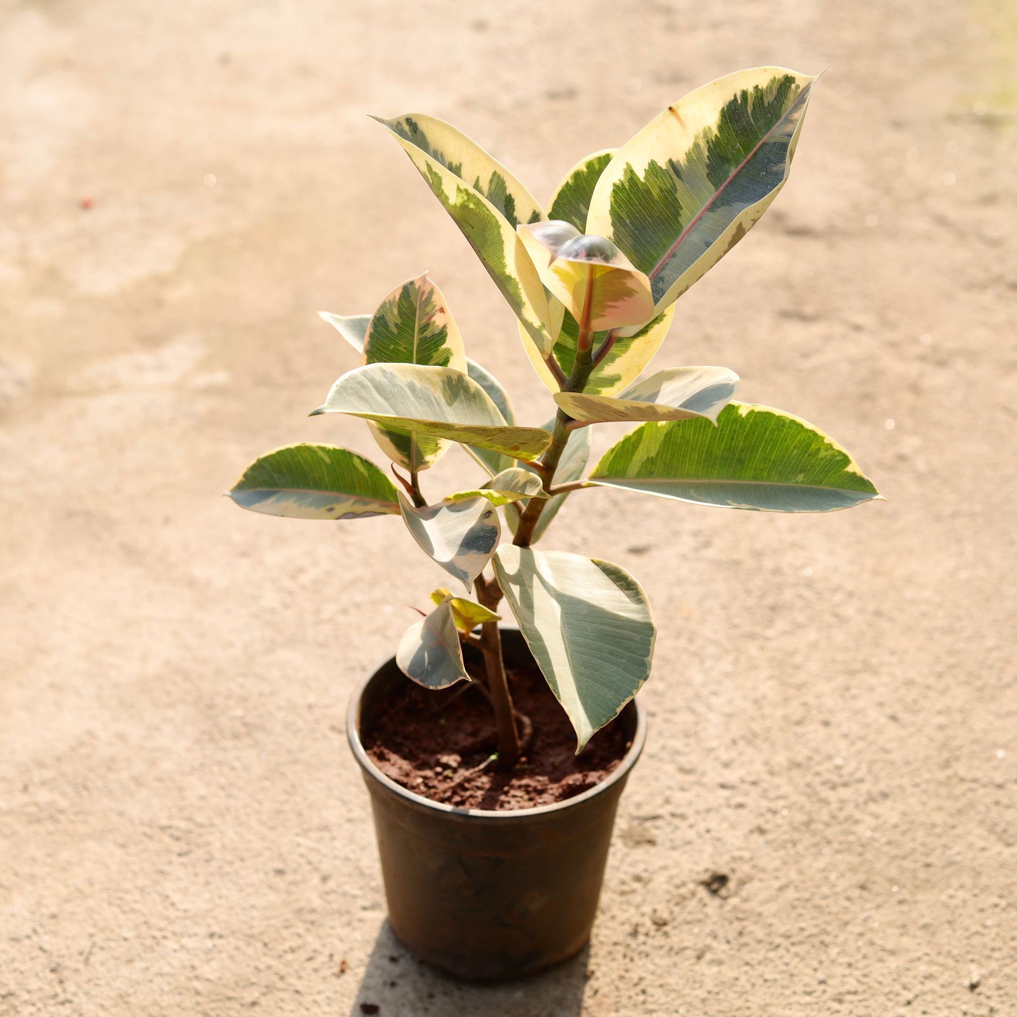 Rubber Variegated in 6 Inch Nursery Pot