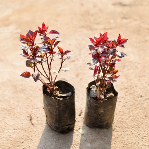 Set of 2 - Alternanthera Red in 4 Inch Nursery Bag