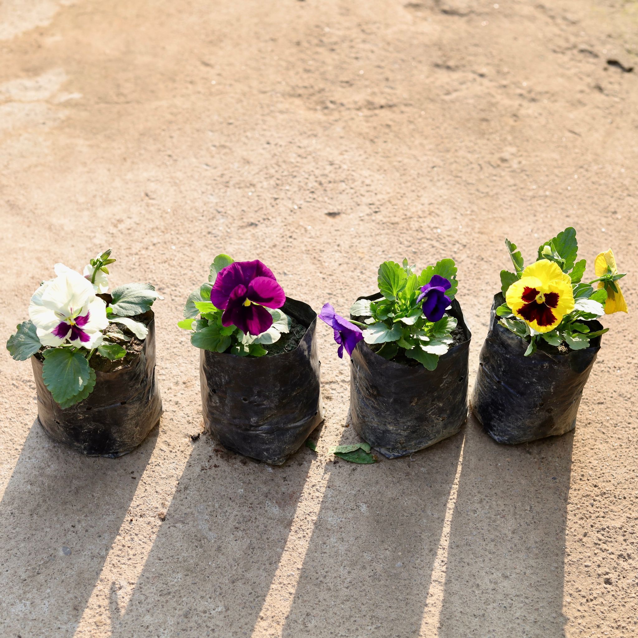 Set of 4 - Pansy (any colour) in 4 Inch Nursery Bag
