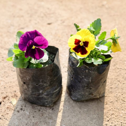 Set of 2 - Pansy (Any Colour) in 4 Inch Nursery Bag