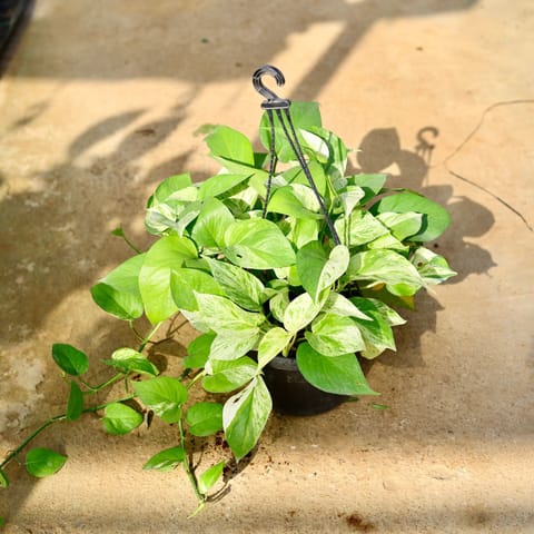Air Purifying - Money Plant Golden in 8 Inch Black Hanging Basket