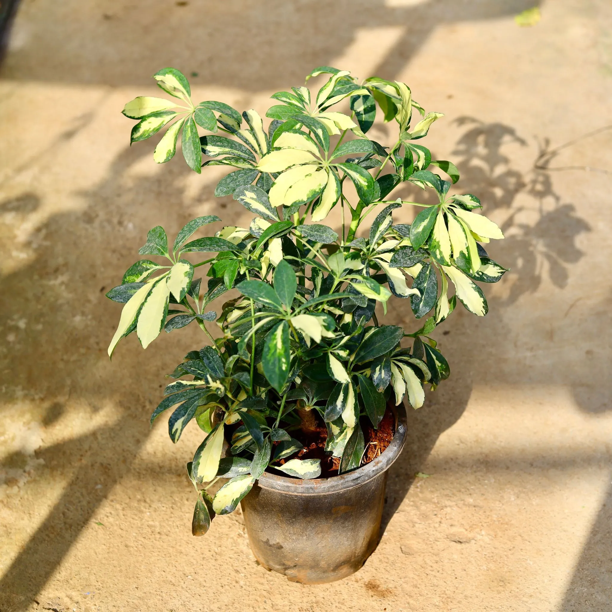 Schefflera Variegated in 8 Inch Nursery Pot