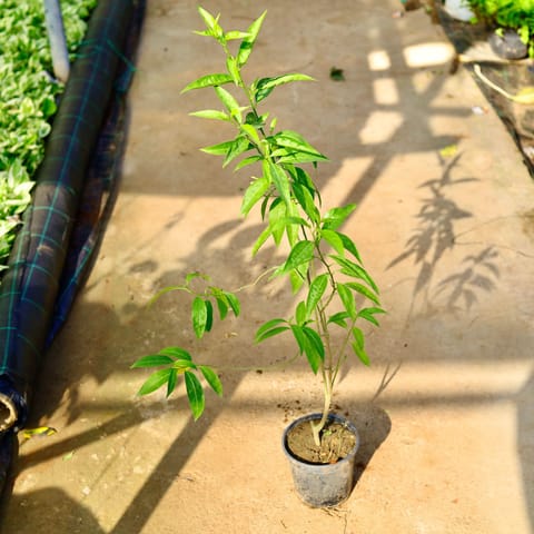 Raat Ki Rani / Night Blooming Jasmine in 6 Inch Nursery Pot