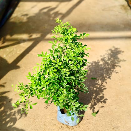 Buy Madhu Kamini in 8 Inch Nursery Bag Online | Urvann.com