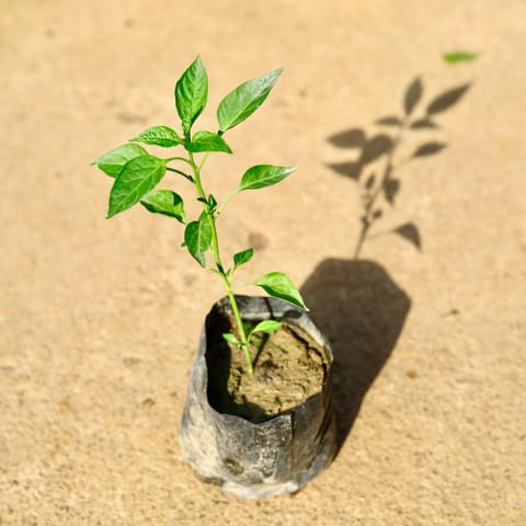Chilli / Mirchi Plant in 4 Inch Nursery Bag