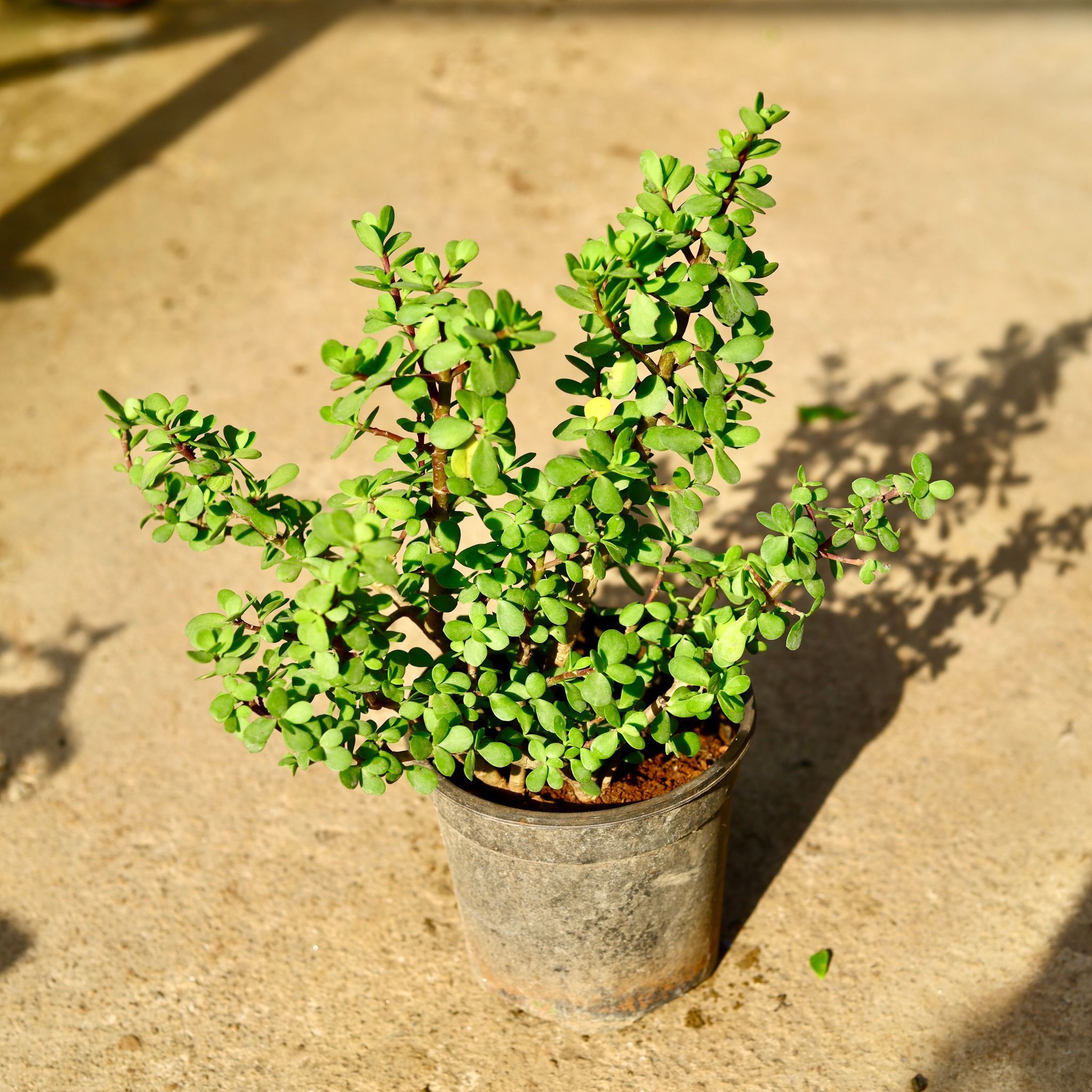 Jade in 6 Inch Nursery Pot