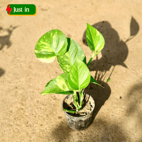Air Purifying - Money Plant Bushy in 4 Inch Nursery Pot