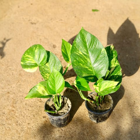 Set of 2 - Money Plant in 4 Inch Nursery Pot