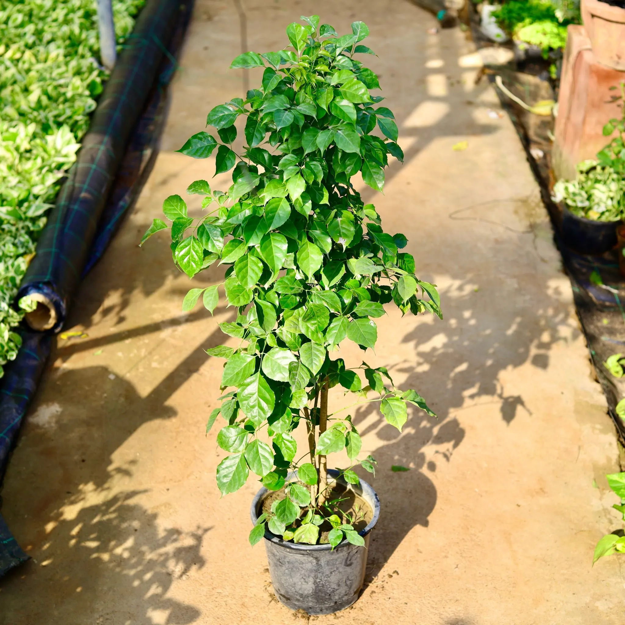 China Doll / Radermachera (~ 3 Ft) in 10 Inch Nursery Pot