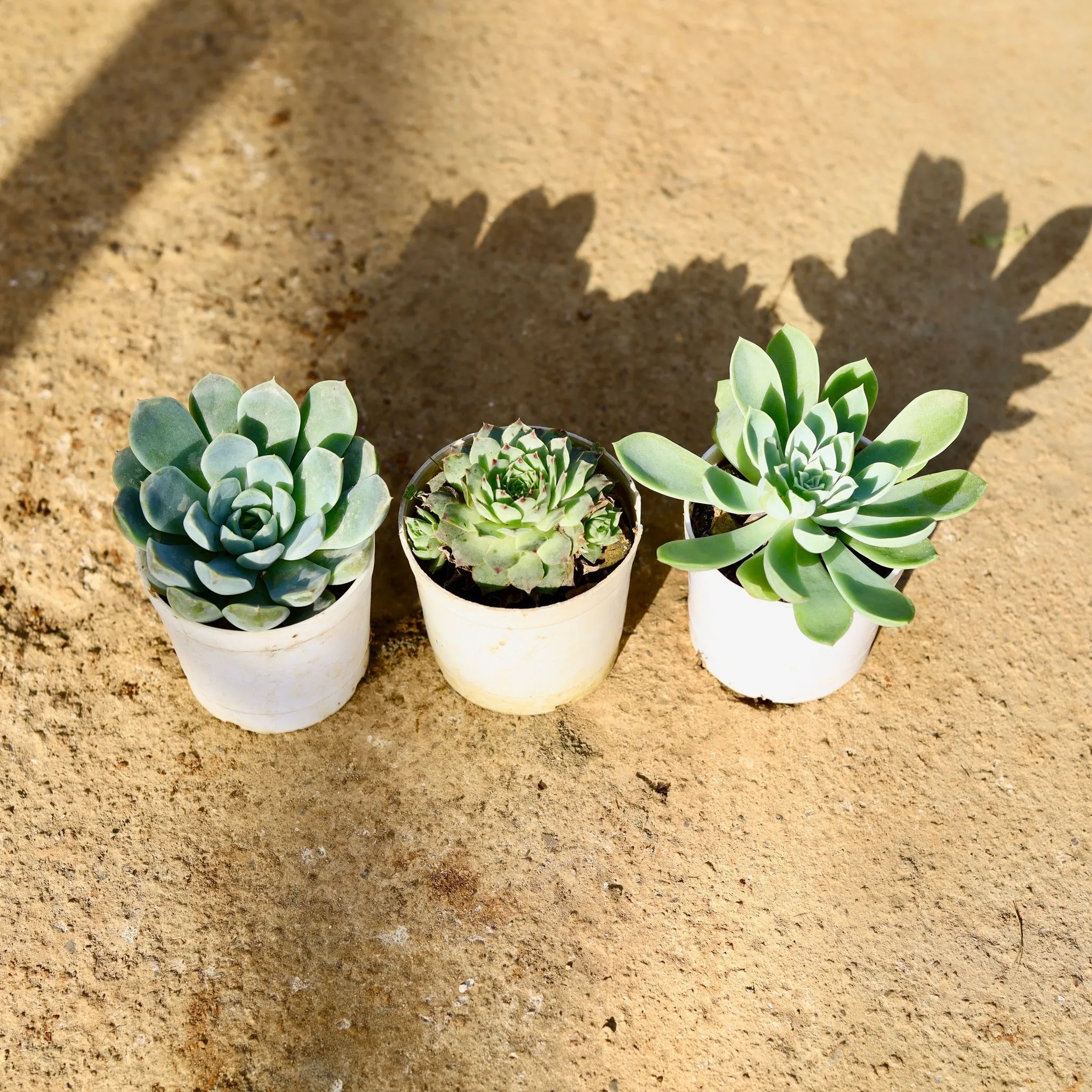 Set of 3 - Echeveria (Elegans & Pansy) & Laxmi Kamal Succulent in 3 Inch Nursery Pot