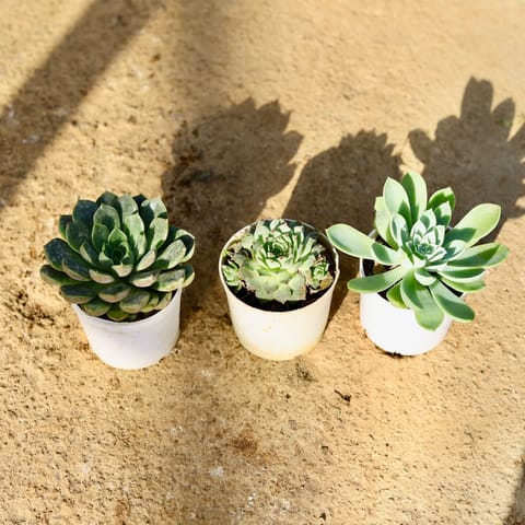 Set of 3 - Echeveria Pansy, Laxm Kamal & Vishnu Kamal Succulent in 3 Inch Nursery Pot