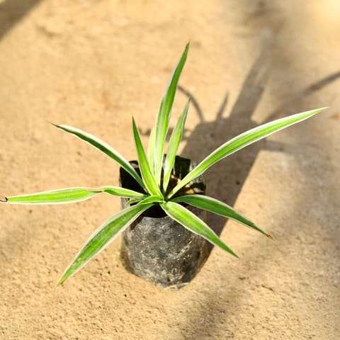 Spider Plant in 4 Inch Nursery Bag