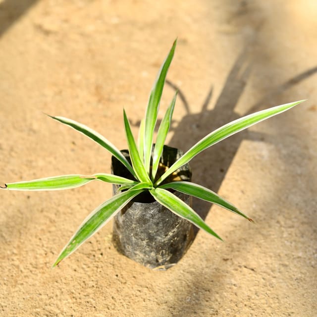 Spider Plant in 4 Inch Nursery Bag