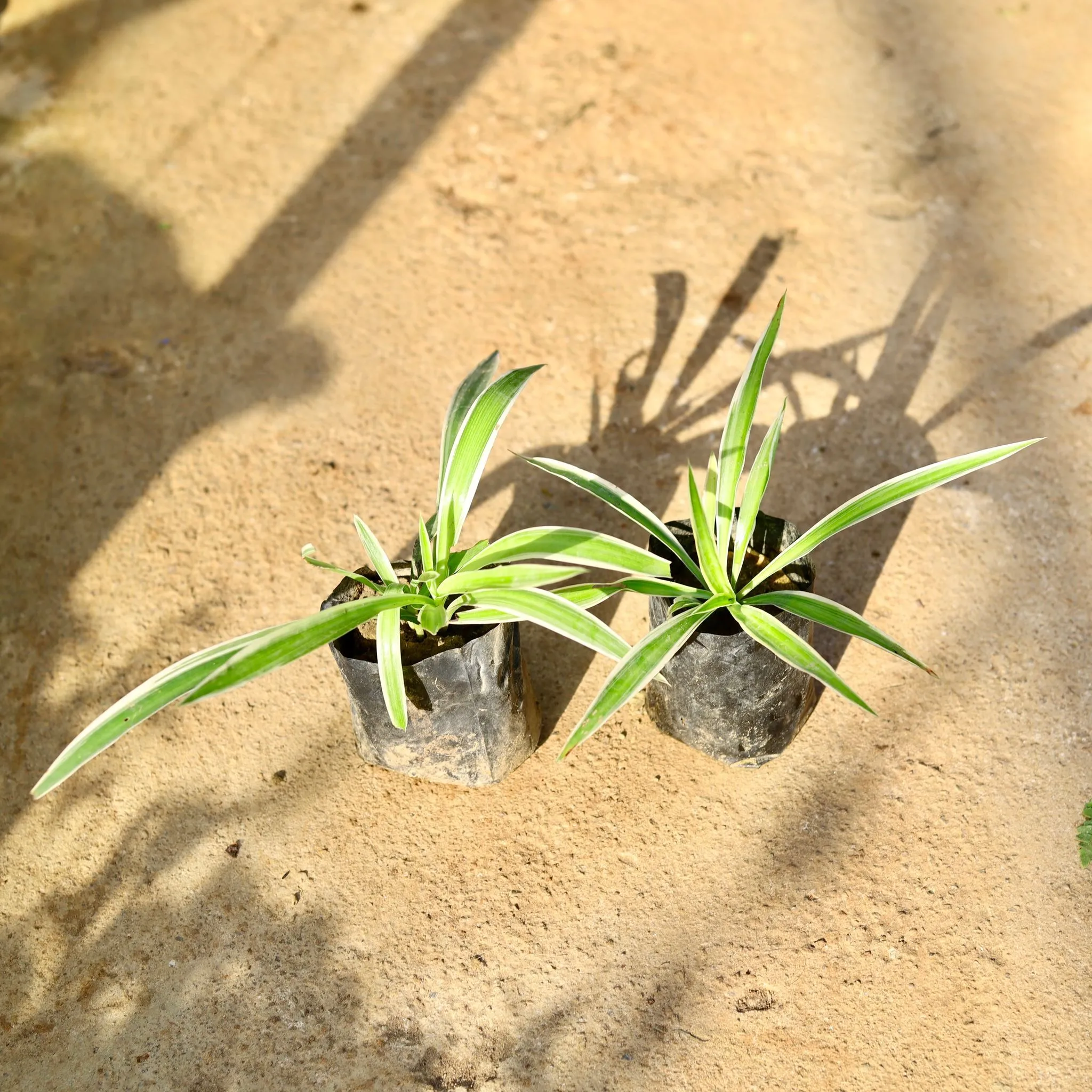 Set of 2 - Spider Plant in 4 Inch Nursery Bag