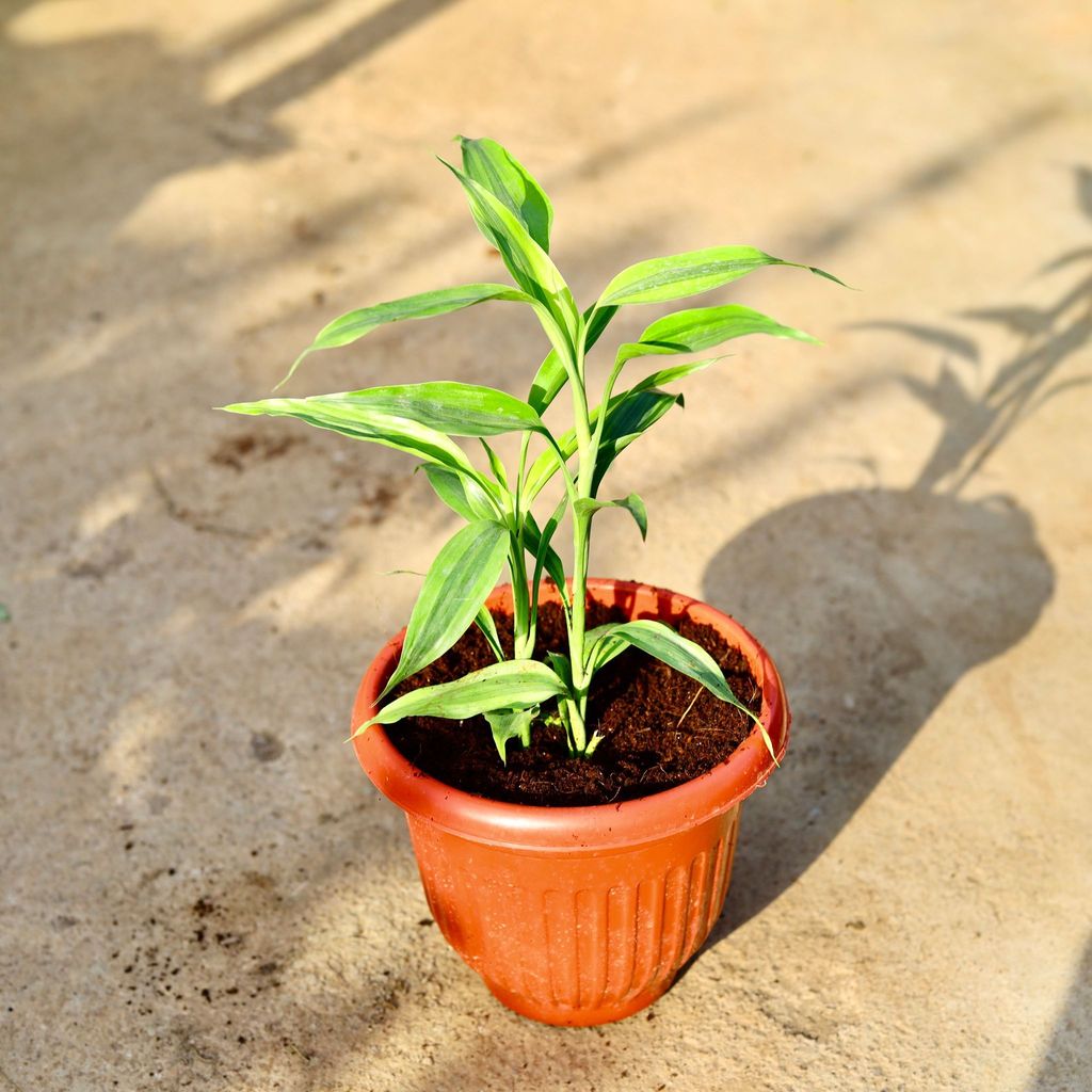 Buy Lucky Bamboo in 8 Inch Terracotta Red Olive Plastic Pot Online | Urvann.com Lucky Bamboo in 8 Inch Terracotta Red Olive Plastic Pot