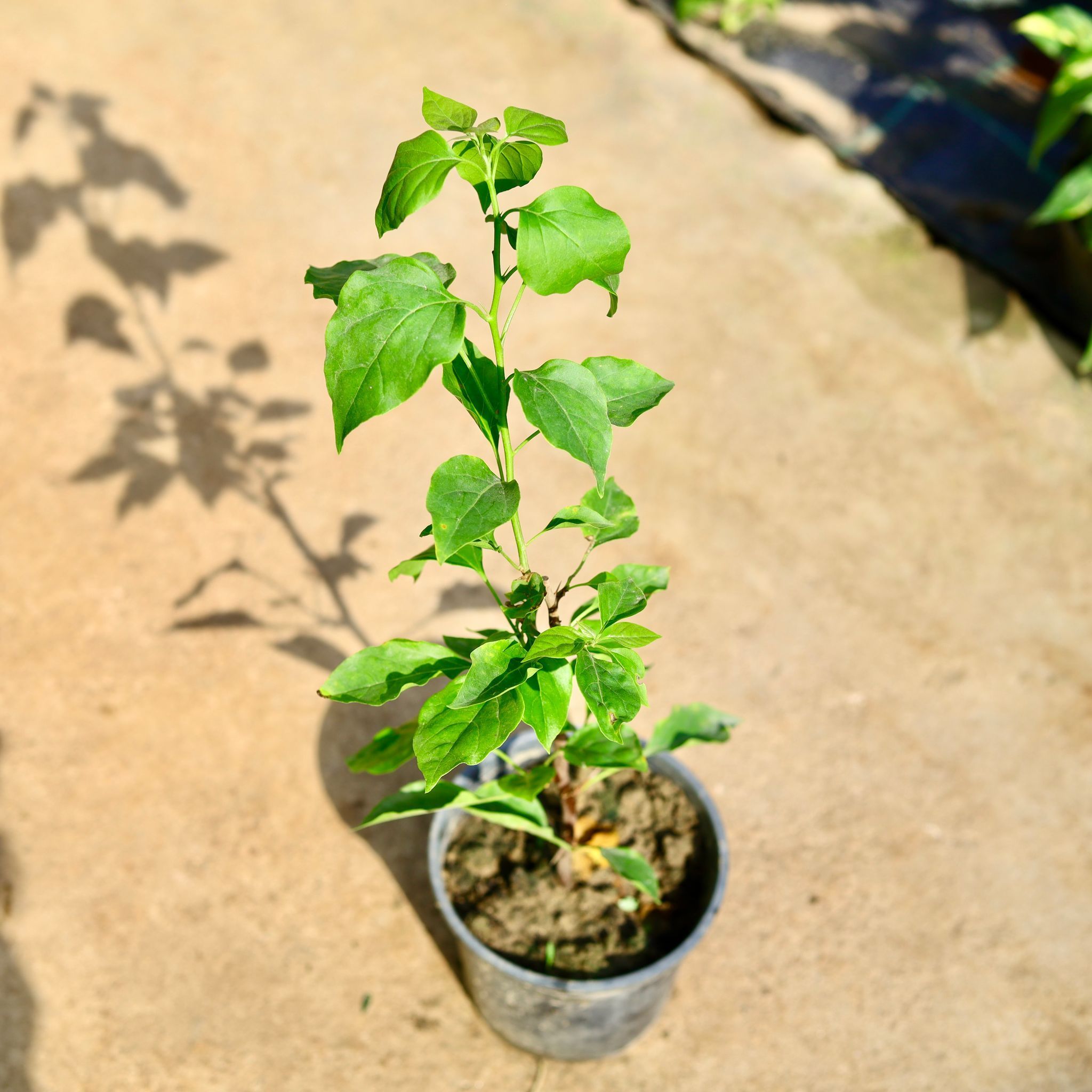 Bougainvillea (Any Colour) in 6 Inch Nursery Pot