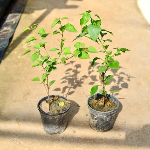 Set of 2 - Bougainvillea (Any Colour) in 6 Inch Nursery Pot