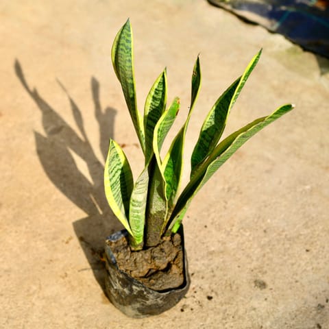 Snake Long in 8 Inch Nursery Bag