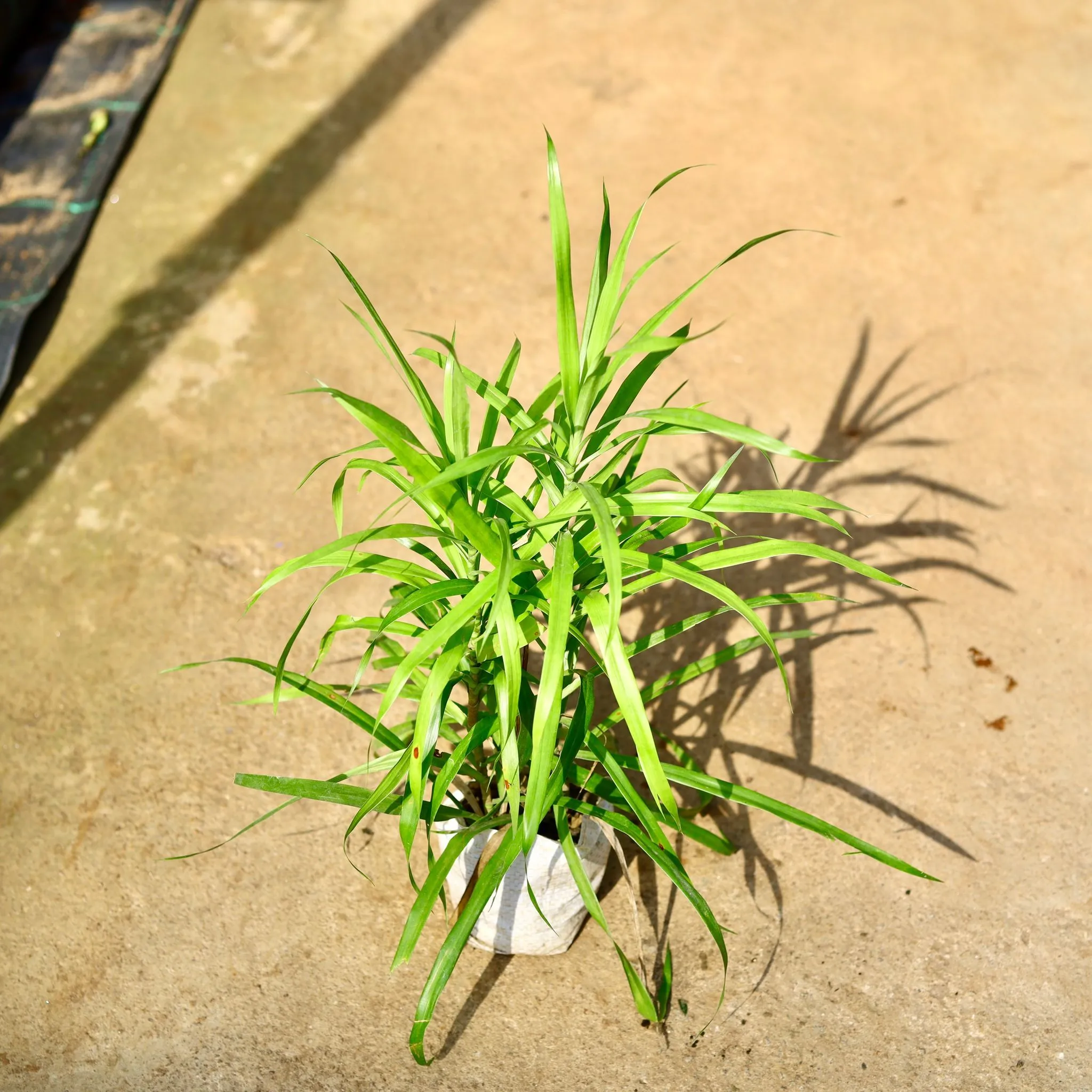 Dracaena Green in 4 Inch Nursery Bag