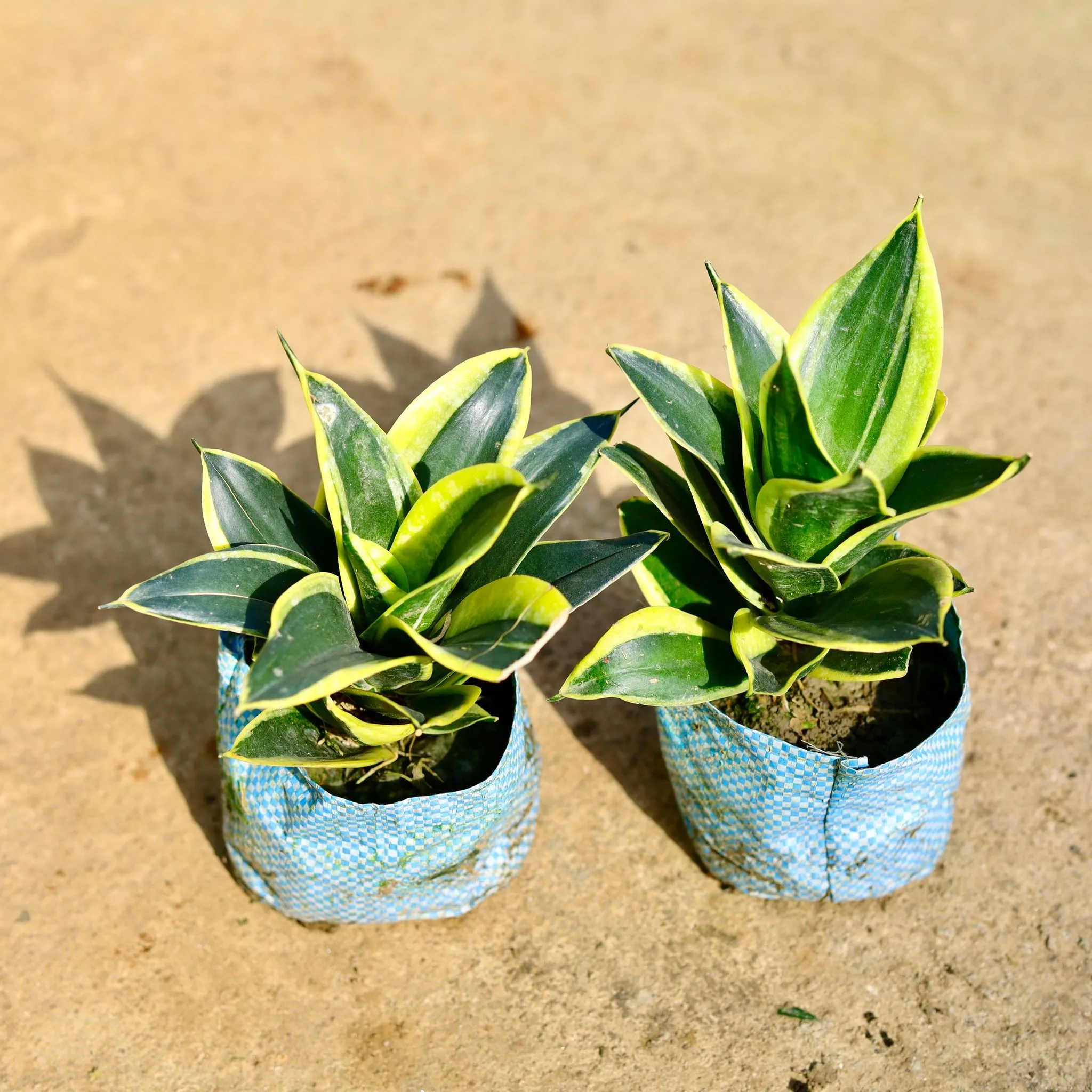 Set of 2 - Snake Dwarf in 4 Inch Nursery Bag