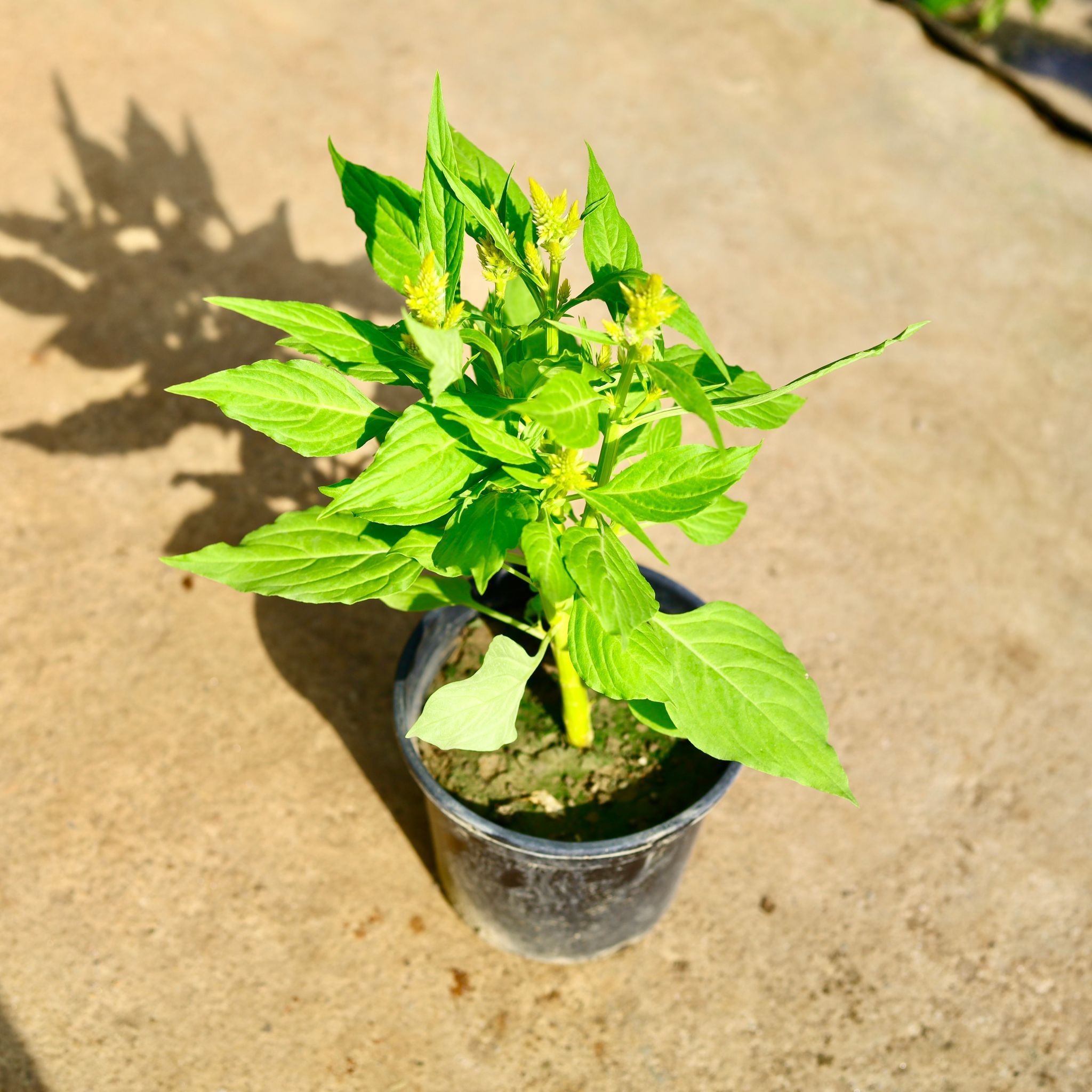 Celosia / Cockscomb (Any Colour) in 6 Inch Nursery Pot