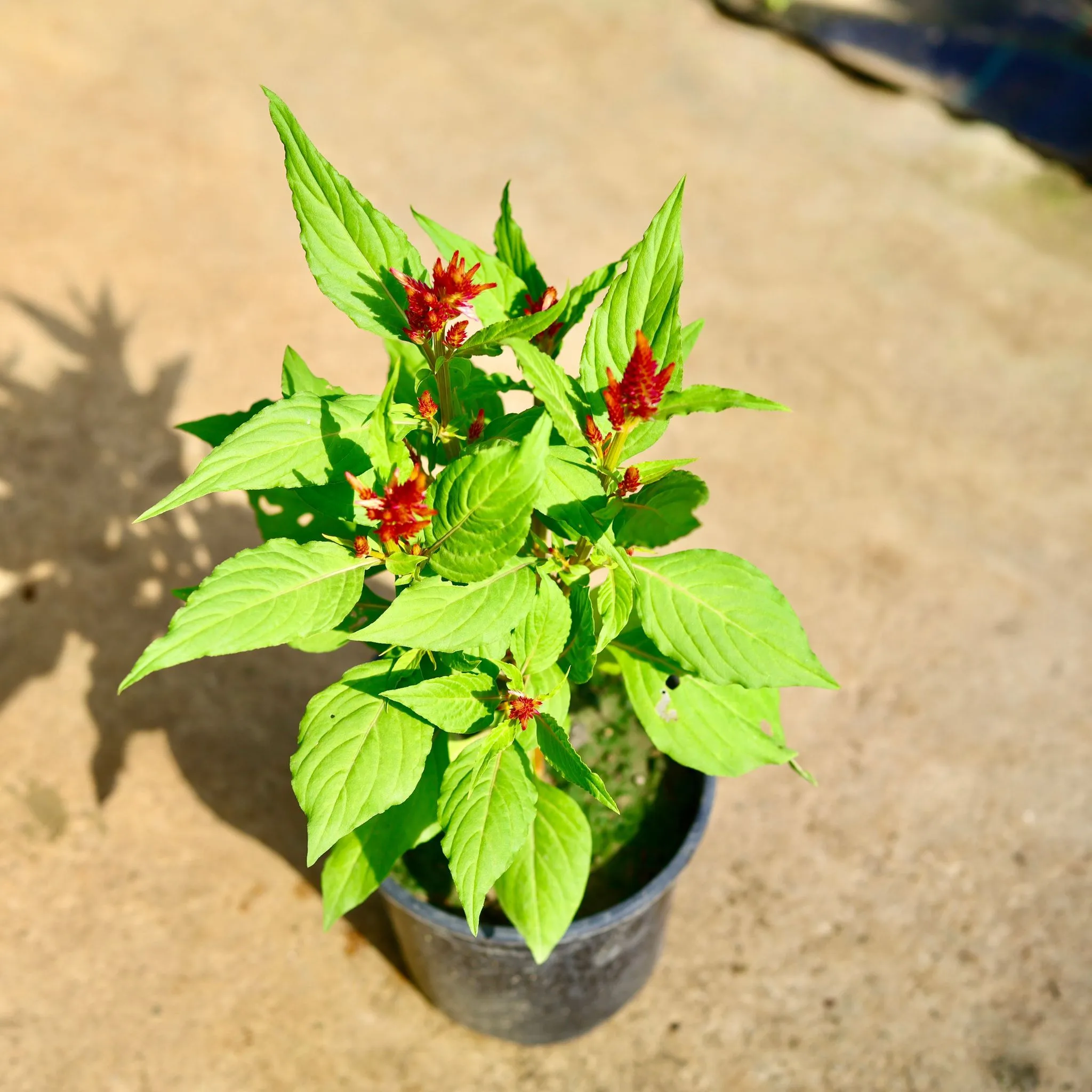 Celosia / Cockscomb (Any Colour) in 6 Inch Nursery Pot