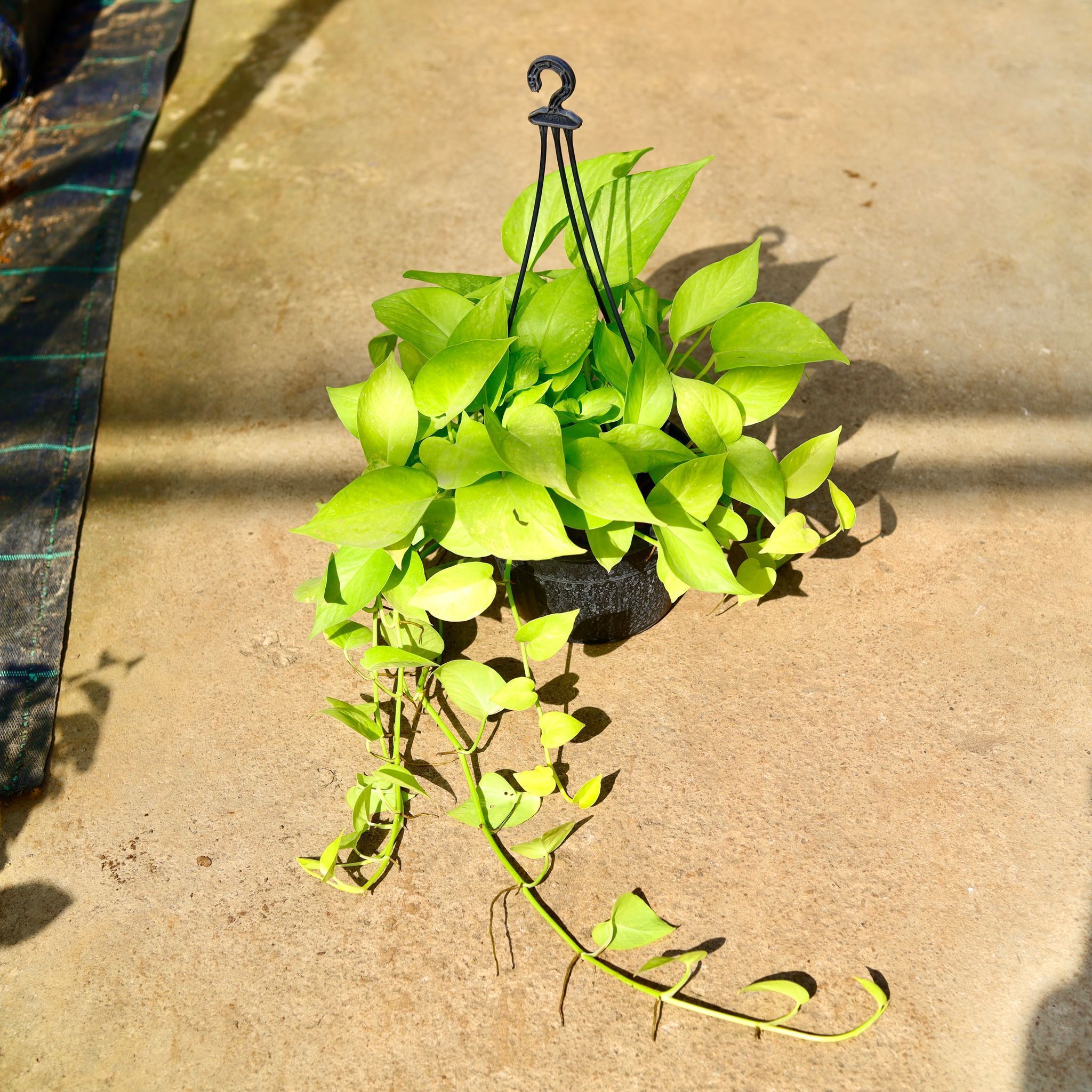 Air Purifying - Money Plant Golden in 8 Inch Black Hanging Basket