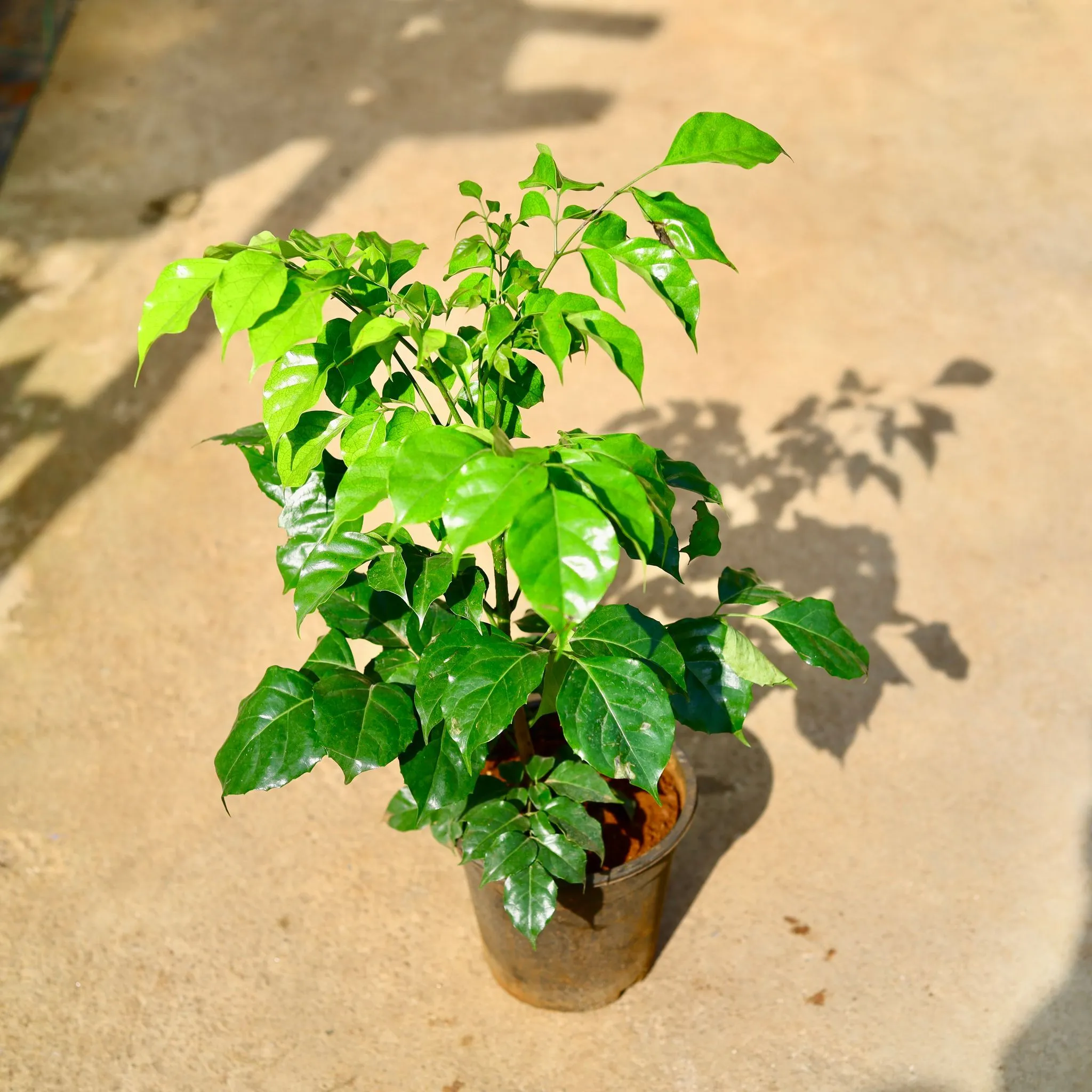 China Doll / Radermachera in 8 Inch Nursery Pot